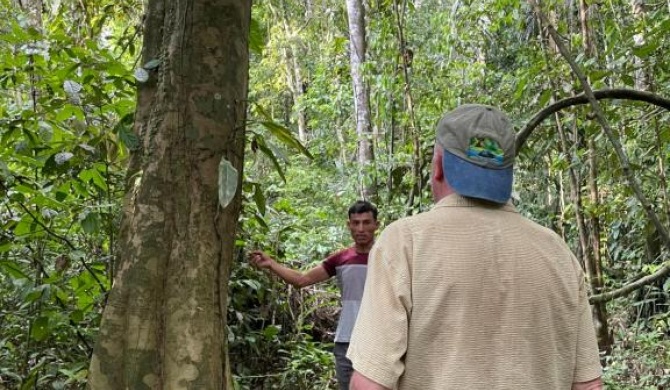 Amazonian Oropendola & tambopata